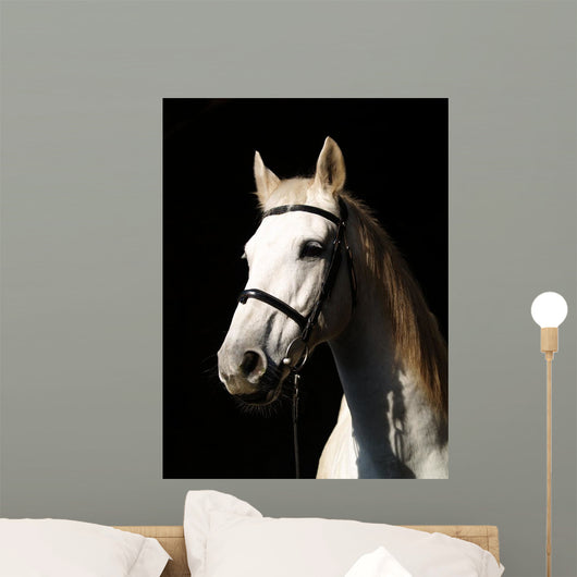 Pferd Vor Dunklem Hintergrund Wall Decal