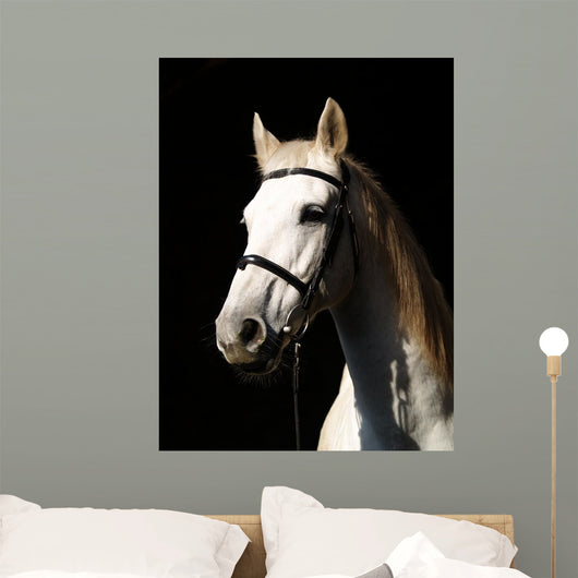Pferd Vor Dunklem Hintergrund Wall Decal