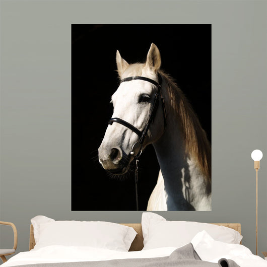 Pferd Vor Dunklem Hintergrund Wall Decal