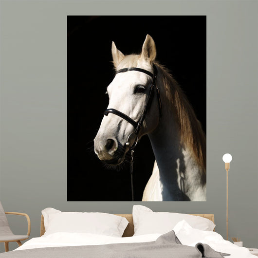 Pferd Vor Dunklem Hintergrund Wall Decal