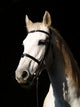 Pferd Vor Dunklem Hintergrund Wall Decal