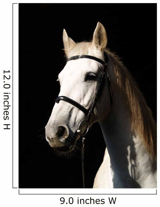 Pferd Vor Dunklem Hintergrund Wall Decal