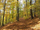 Forest Wall Decal Design 5