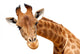 Portrait Giraffe Wall Decal