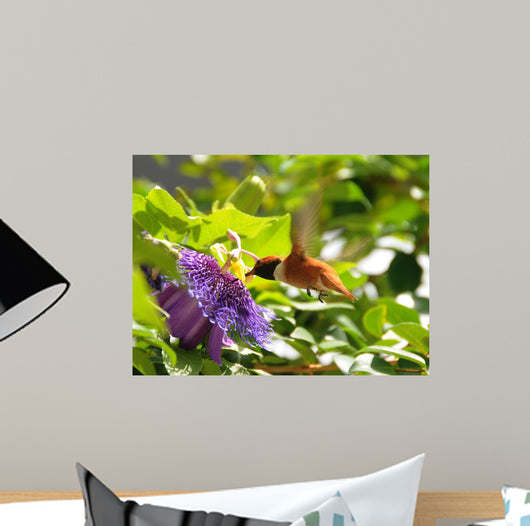 Rufous Hummingbird Wall Decal