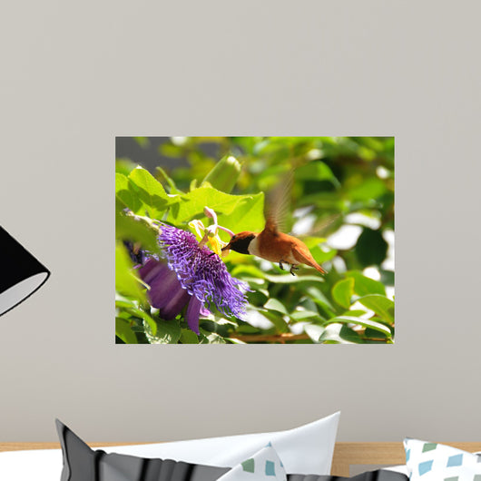 Rufous Hummingbird Wall Decal