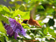 Rufous Hummingbird Wall Decal
