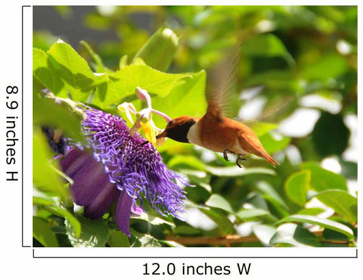 Rufous Hummingbird Wall Decal