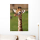 Puppy Giraffe Wall Decal