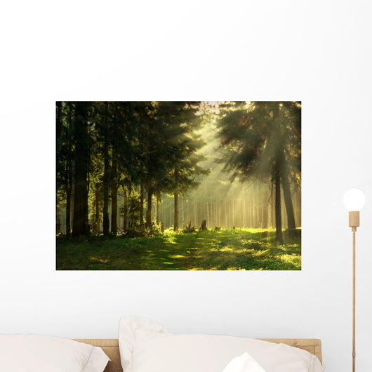 Morning Spring Forest Wall Decal