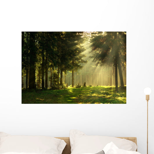 Morning Spring Forest Wall Decal
