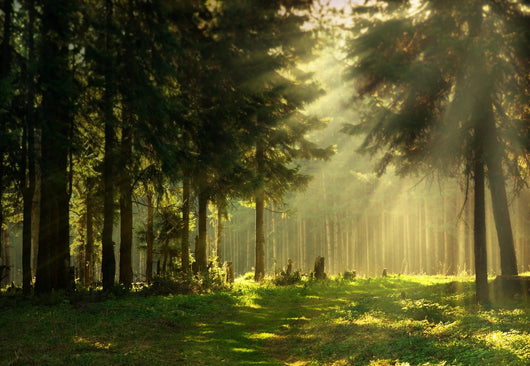 Morning Spring Forest Wall Decal
