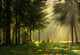 Morning Spring Forest Wall Decal