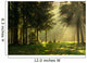 Morning Spring Forest Wall Decal