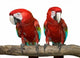 Two Red Macaws Wall Decal