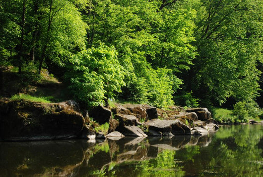 Green Trees and Stones Wall Decal