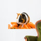Guinea-pig and Carrots Wall Decal