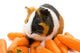 Guinea-pig and Carrots Wall Decal