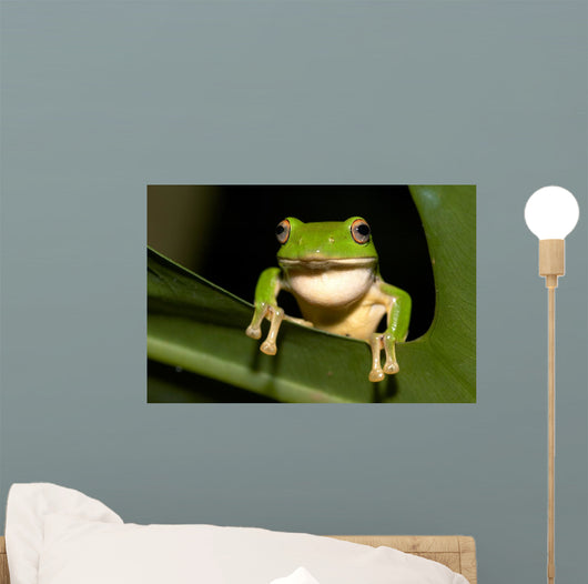 Tree Frog Wall Decal Design 2