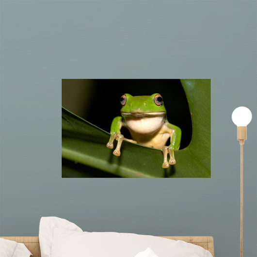 Tree Frog Wall Decal Design 2