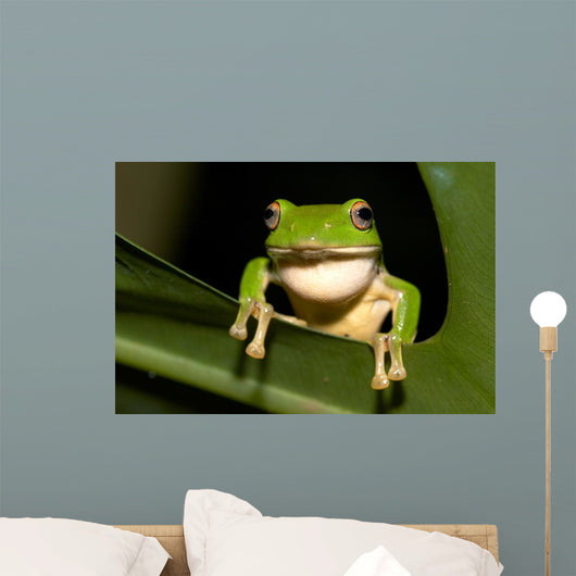 Tree Frog Wall Decal Design 2