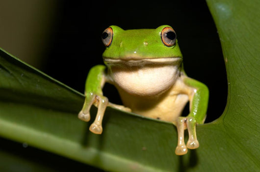 Tree Frog Wall Decal Design 2