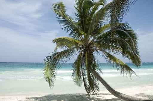 Palm Beach Wall Decal