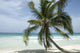 Palm Beach Wall Decal