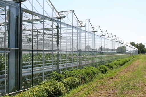 Greenhouses Wall Decal