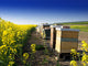 Beekeeping with Oilseed Wall Decal