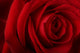 Beautiful Romantic Red Rose Wall Decal