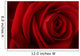 Beautiful Romantic Red Rose Wall Decal