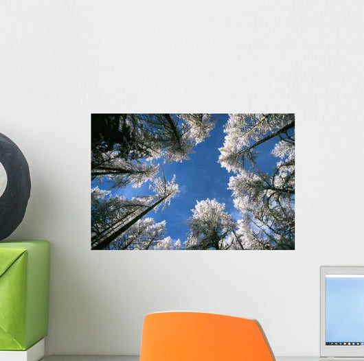 Sky and Forest Wall Decal