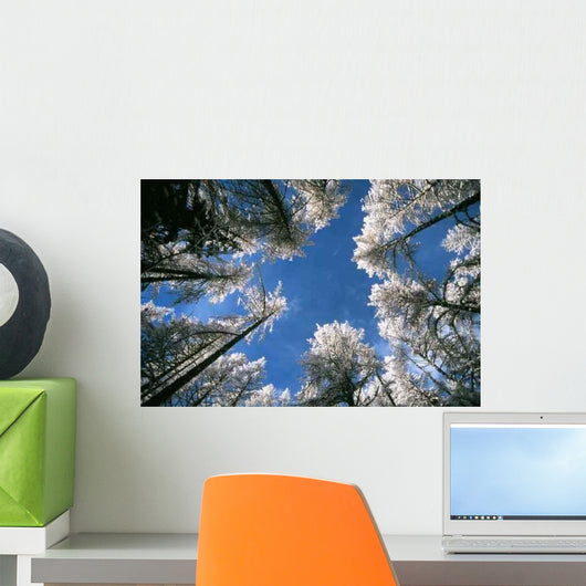 Sky and Forest Wall Decal