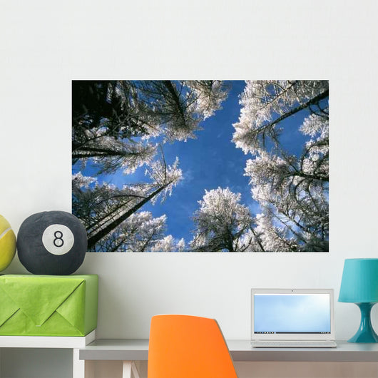 Sky and Forest Wall Decal