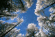 Sky and Forest Wall Decal