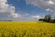 Oil Seed Rape Field Wall Decal