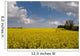 Oil Seed Rape Field Wall Decal