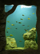 Aquarium Wall DecalDecal 2