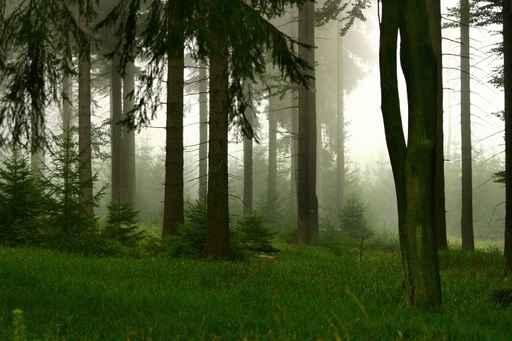 Forest and Fog Wall Decal