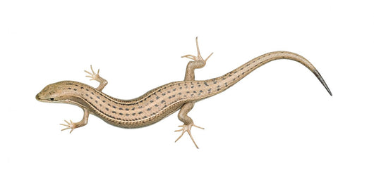 Skink Lizard Wall Decal