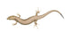 Skink Lizard Wall Decal