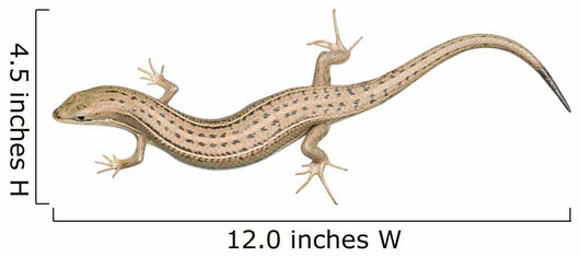 Skink Lizard Wall Decal