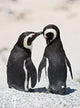 Photo Caring Penguins Wall Decal