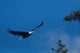 Bald Eagle Flight Wall Decal