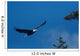 Bald Eagle Flight Wall Decal