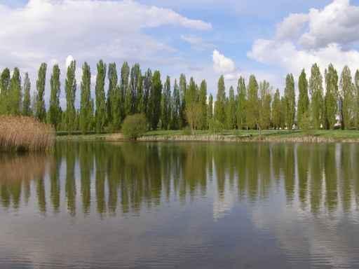 From Lake Chatellerault Wall Decal