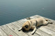 Exhausted Dock Pug Wall Decal