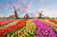 Landscape with Tulips Zaanse Windmills Wall Decal