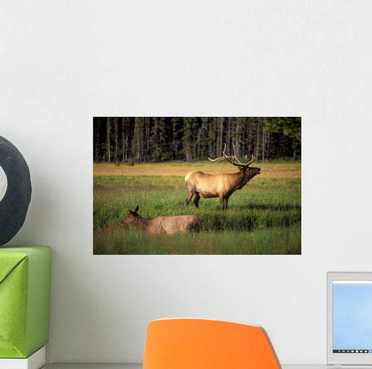 Elk Bay Wall Decal